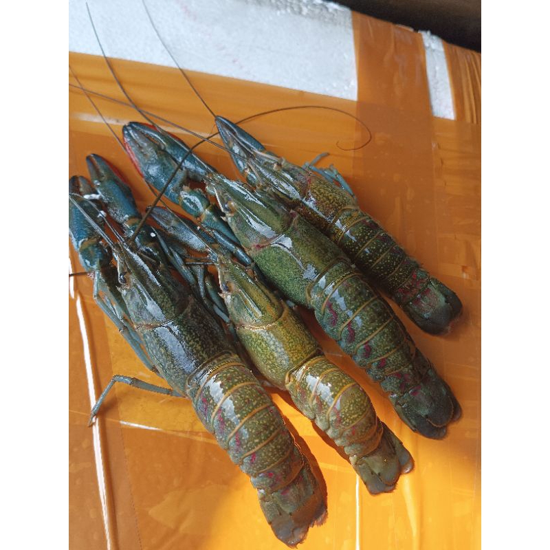 Lobster Air Tawar 1kg