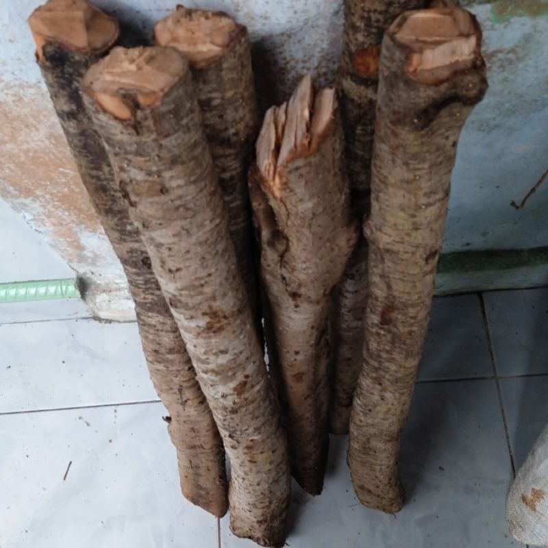 Kayu kaboa Sancang garut Kayu keramat/P,,25 cm* Diameternya 5_6cm