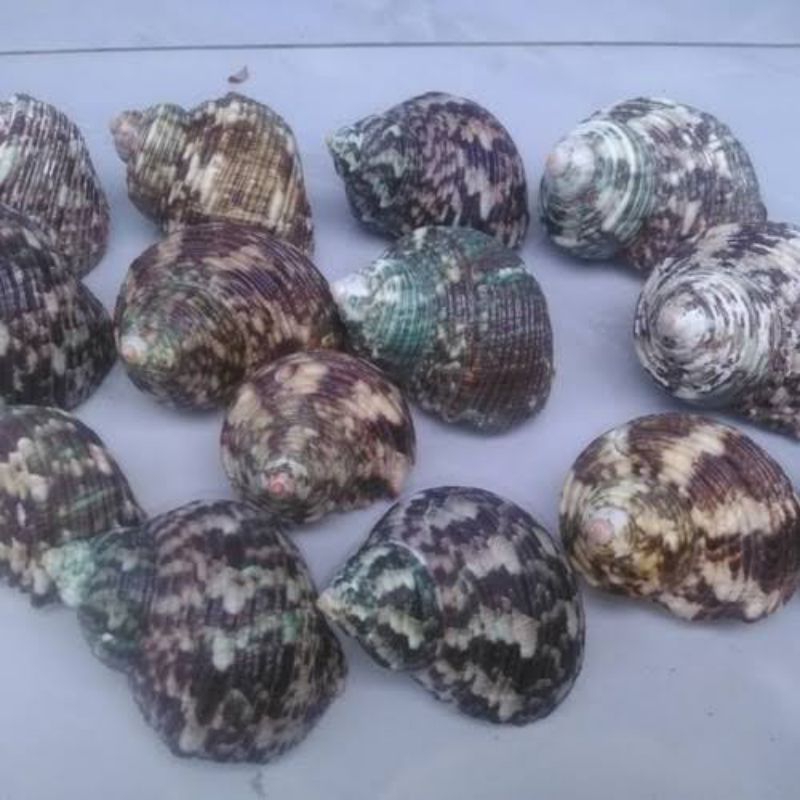 Cangkang Kelomang Keong Turbo Aksesoris Kelomang /1kg