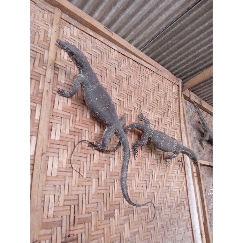 biawak ukuran besar