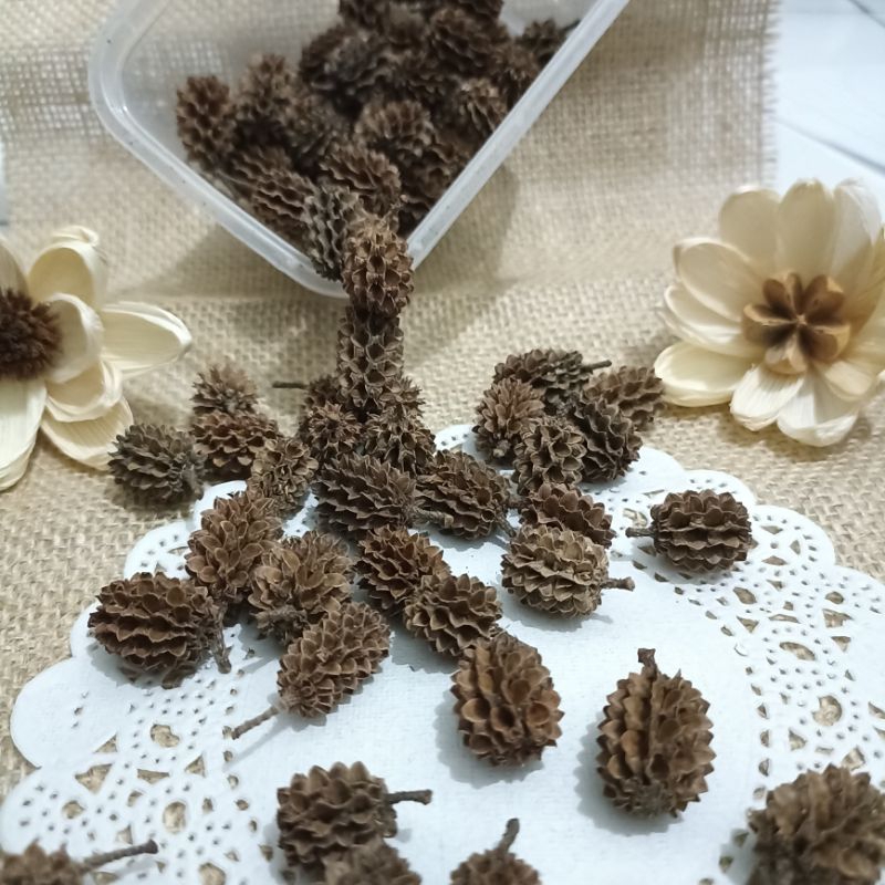 BIJI CEMARA UDANG/ BIJI DURENAN KERING BAHAN KERAJINAN.