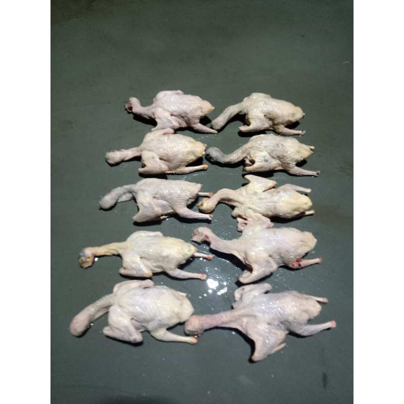 

DAGING DARA || BURUNG DARA || DAGING FRESH