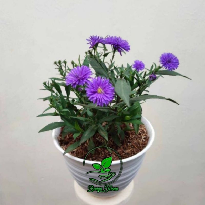 TANAMAM HIAS ASTER PIKOK UNGU PURPLE INCLUDE POT PUTIH
