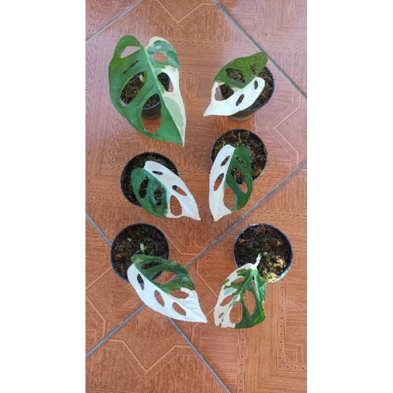 Janbol Japan / Monstera Acuminata Japan Varigata