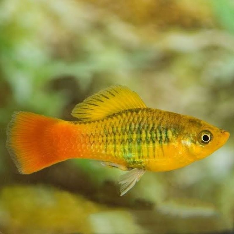platy cendrawasih lowfin