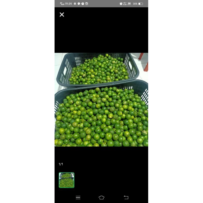 

Buah jeruk Kastury/ Kasturi