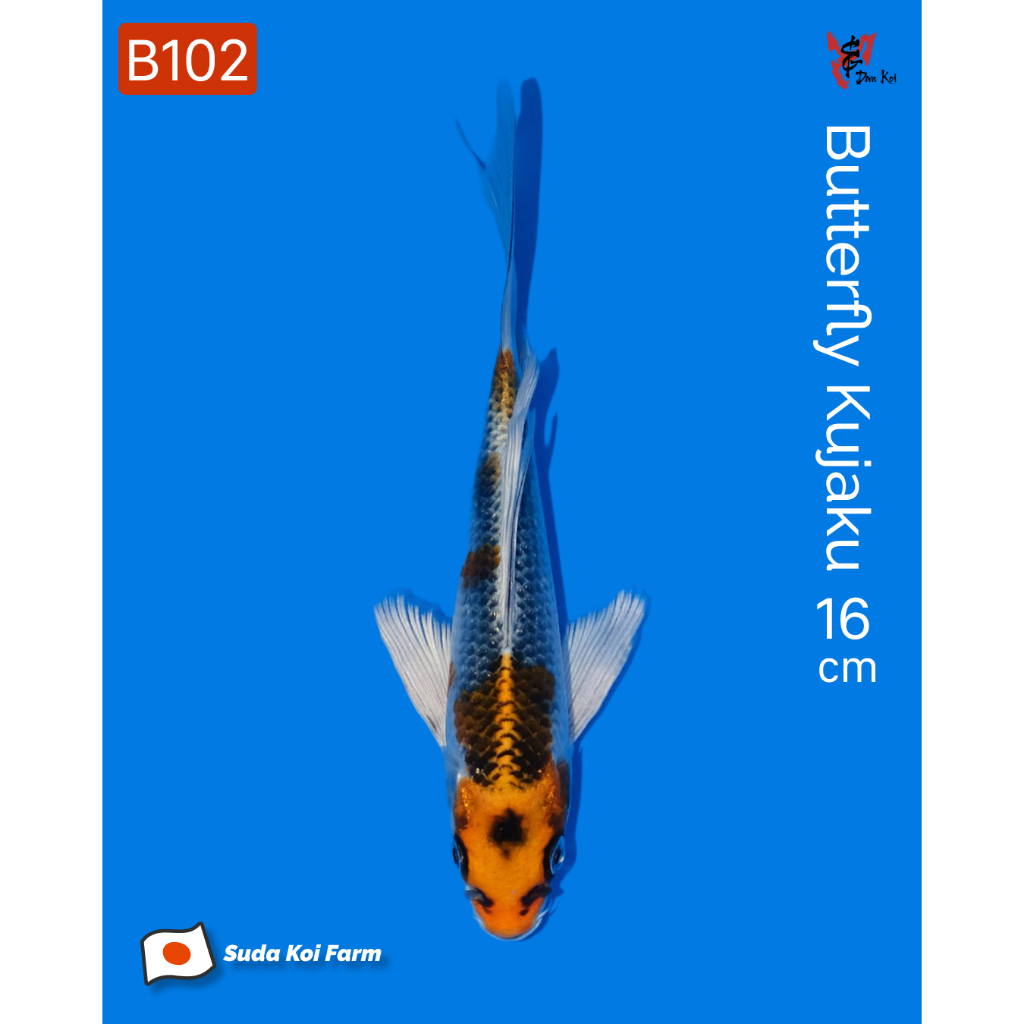 Ikan Koi Import Slayer/Butterfly Kujaku (Suda Koi Farm) Kode B102