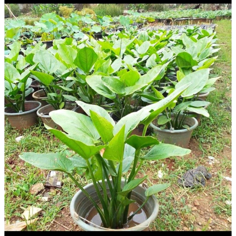 Tanaman melati air melati air