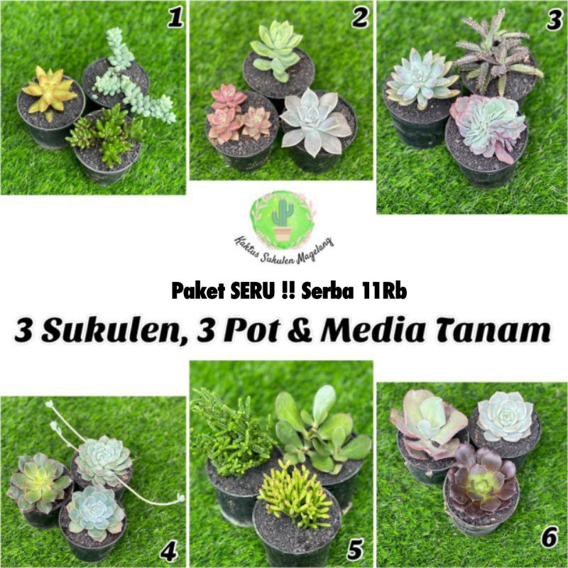 Paket Sukulen Lengkap 3 Sukulen dengan media tanam dan pot 8cm