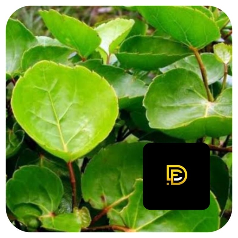 

Daun mangkokan segar petik langsung-az