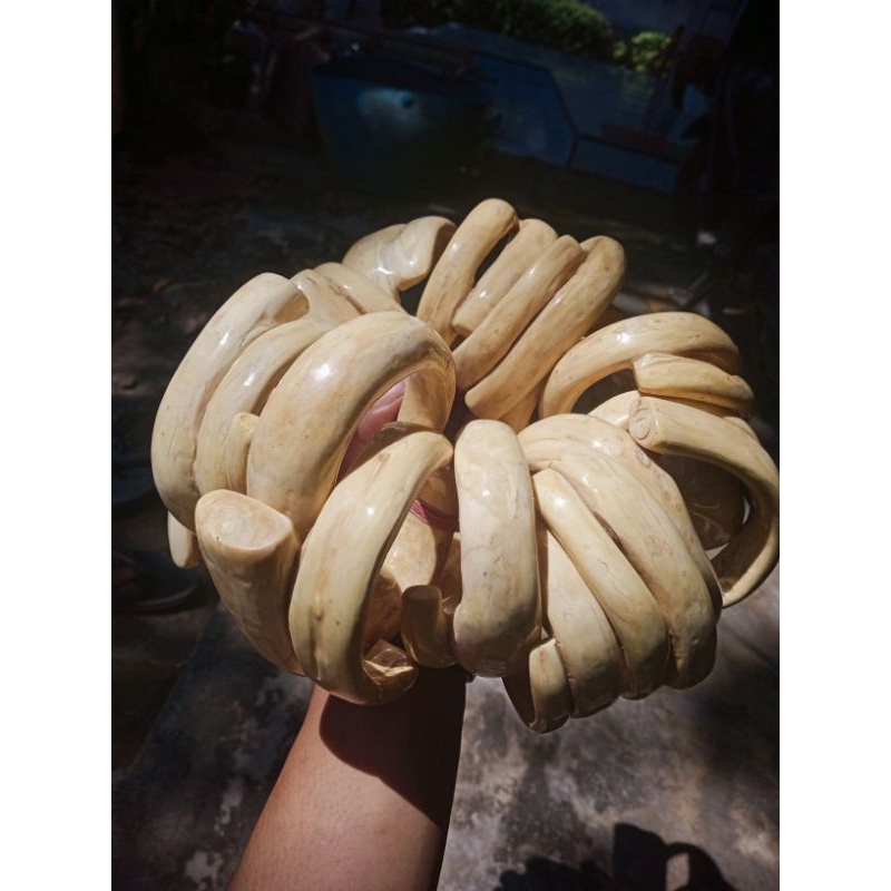 gelang akar Bahar putih babon