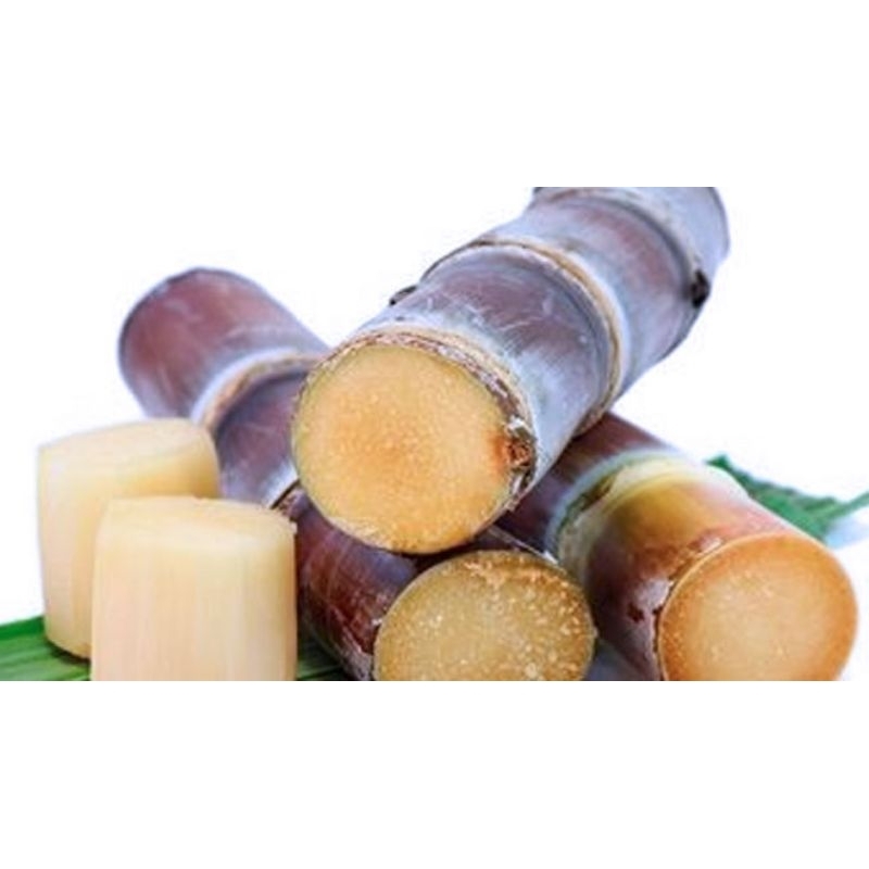 

TEBU HITAM KAYA MANFAAT