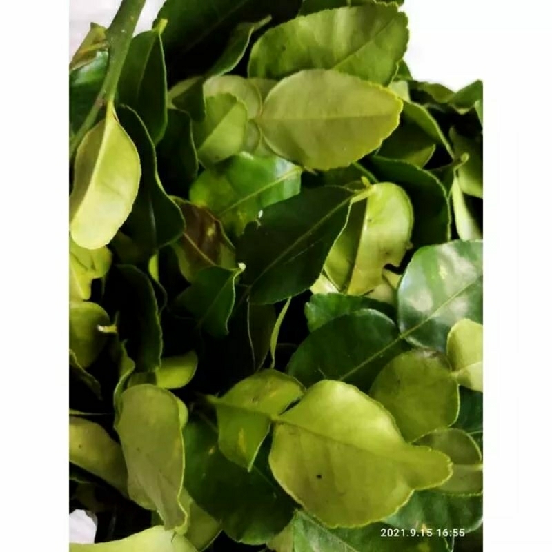 

Daun jeruk