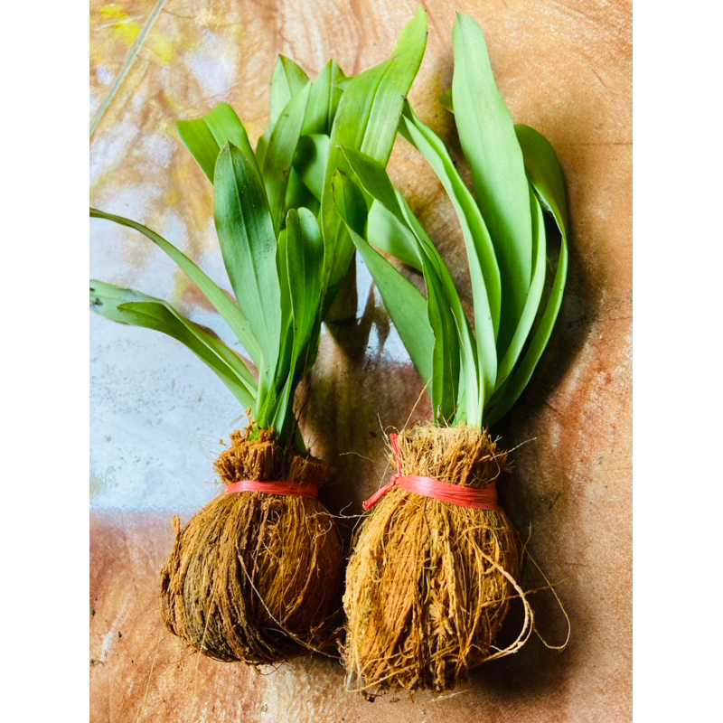 Bibit anggrek hutan liar super isi 2 paket unggul-az