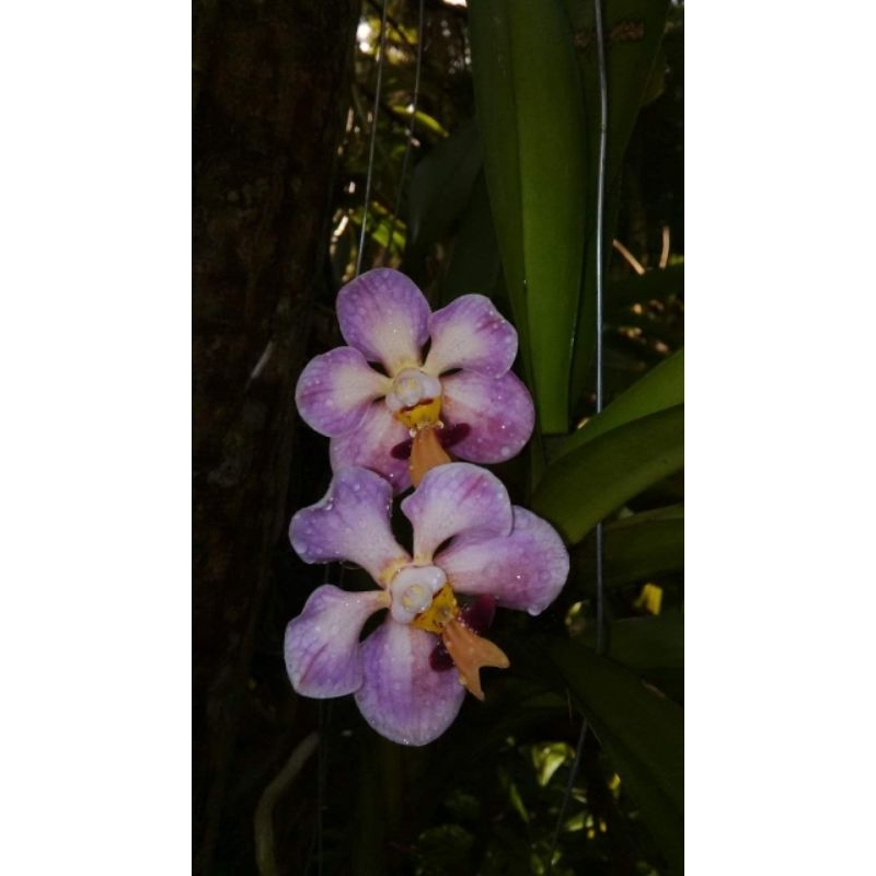 Vanda foetida