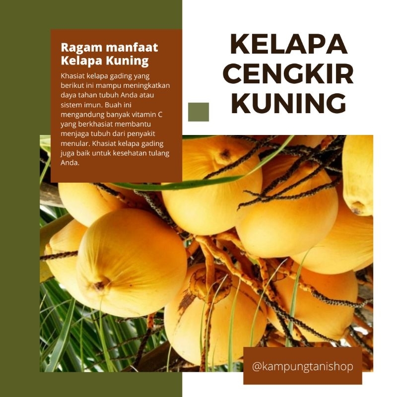 

buah kelapa cengkir kuning asli