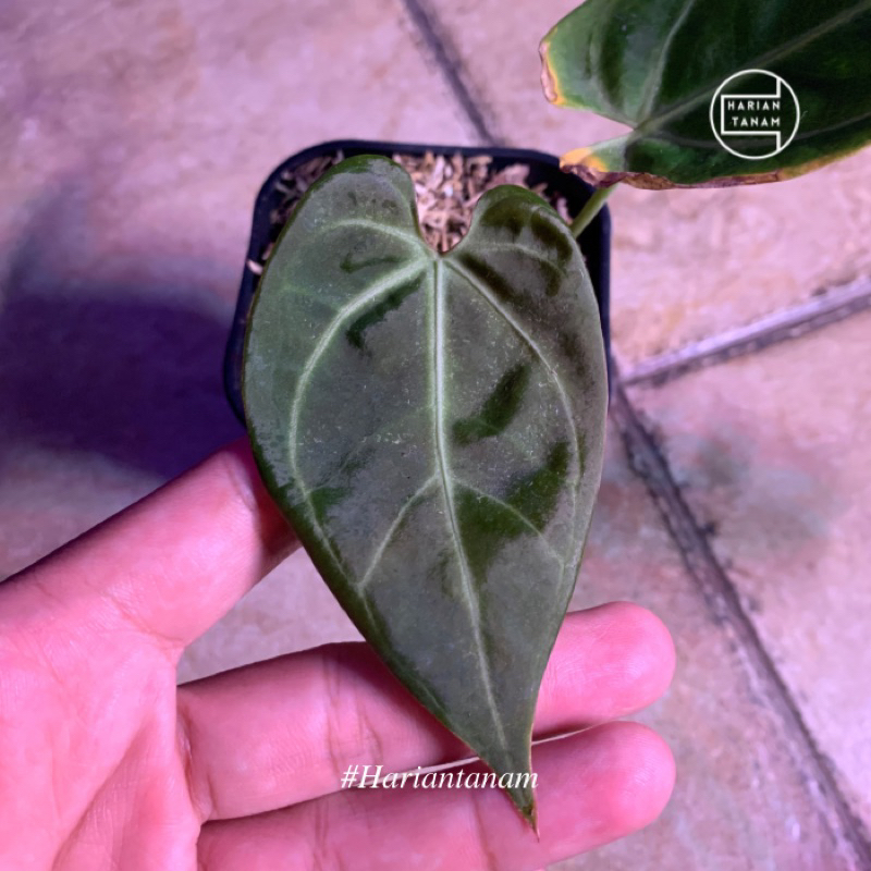 Anthurium papilliaminum hybrid x regale (Include pot & media tanam)