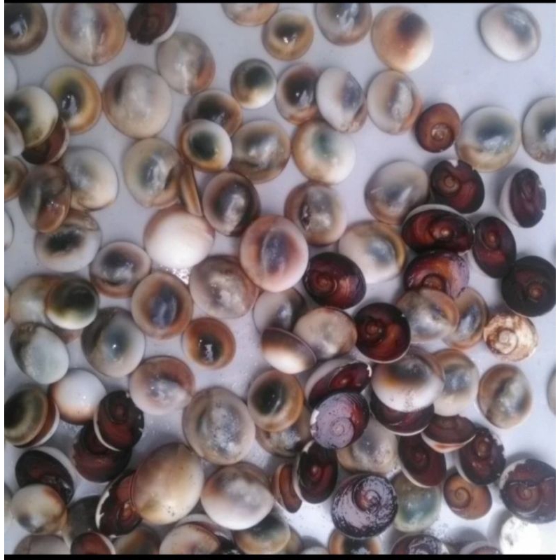 Batu Posil Keong Kul Buntet Asli Alami Dari Alam/ 1,pcs