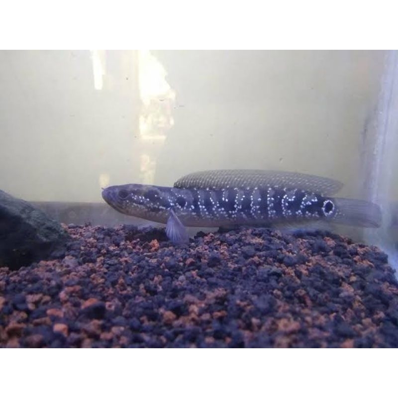 Chana Channa Asiatica 20cm