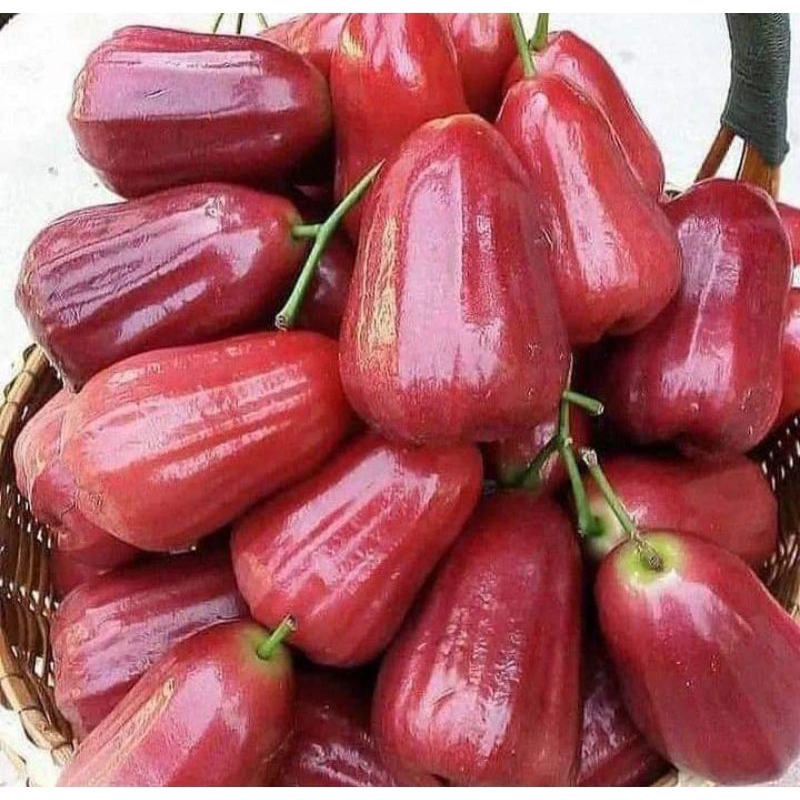 

Jambu Citra Merah