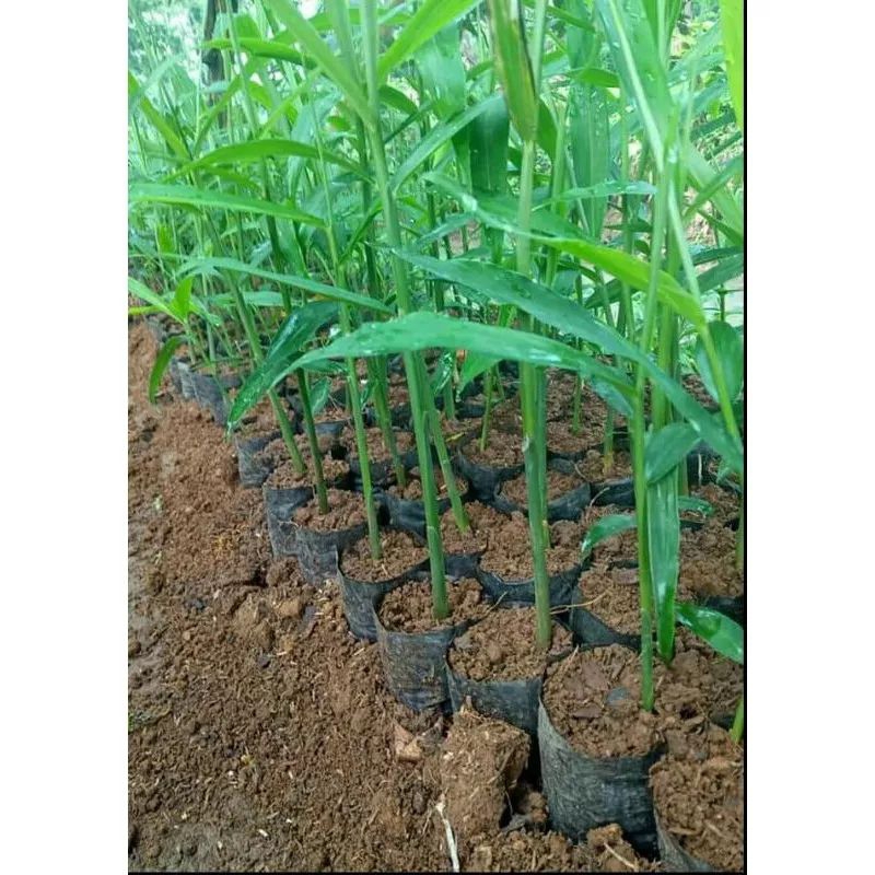 bibit jahe merah super unggul