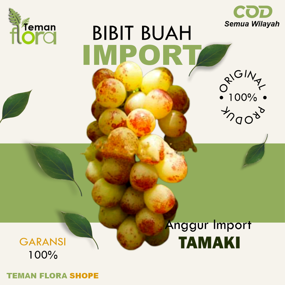 Bibit Anggur Import Tamaki