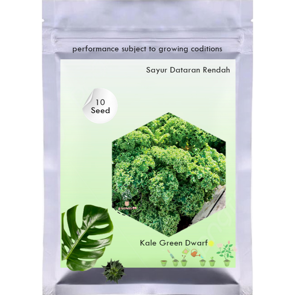 10Benih Kale Green Dwarf Curly Bibit Sayuran Blue Scotch Curled Tanaman Sayur Dataran Rendah Unggul