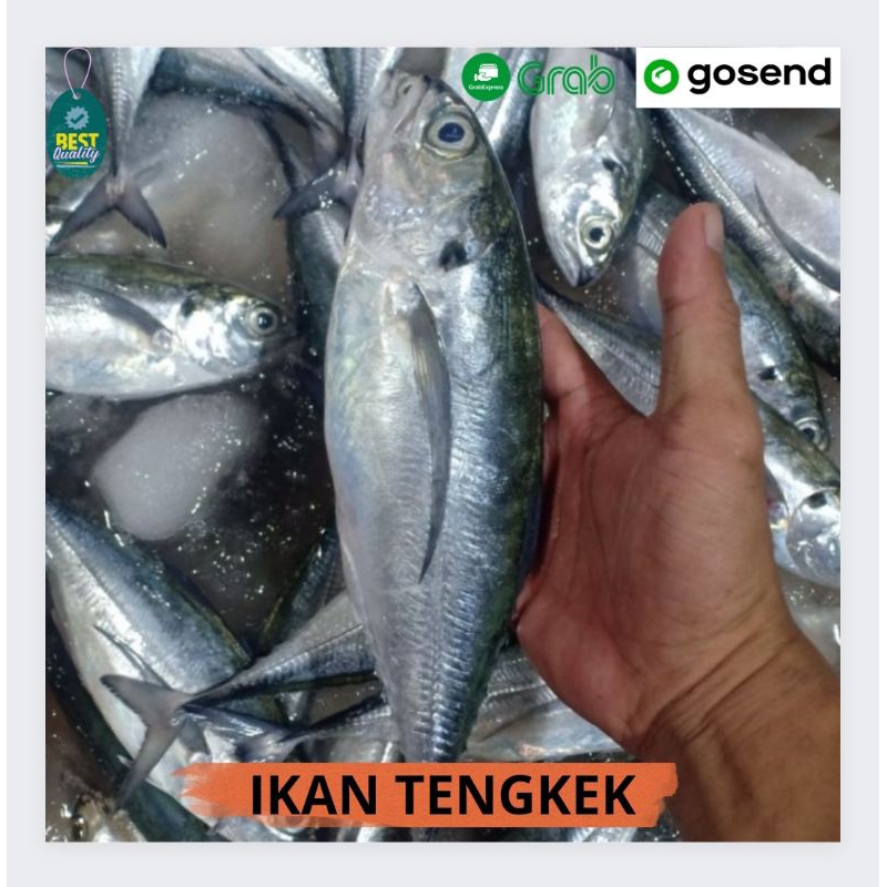 

Ikan Tengkek Segar - 1000gr