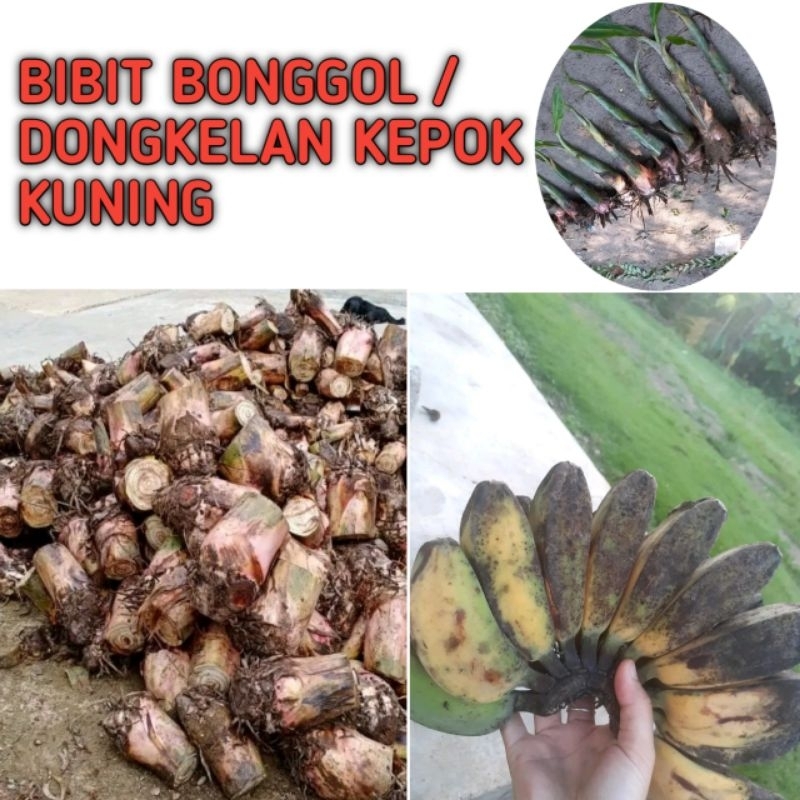 BIBIT BONGGOL PISANG KEPOK KUNING SUPER