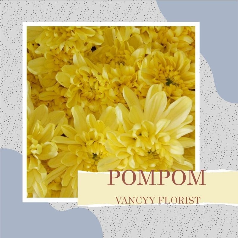 Bunga Pompom Kuning Fresh / Bunga Pompom Potong / Bunga Pompom Import / Bunga Pompom Fresh Potong / 