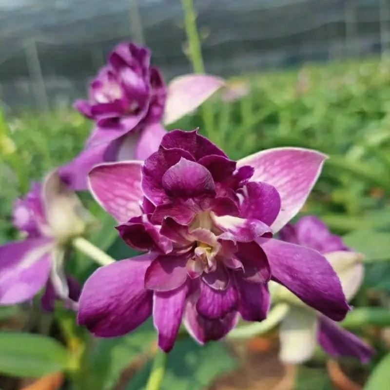 Anggrek Dendrobium Mawar