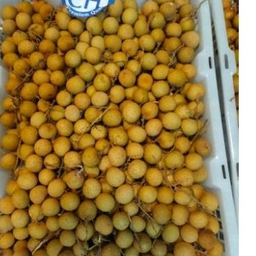 

Buah Lengkeng Gold