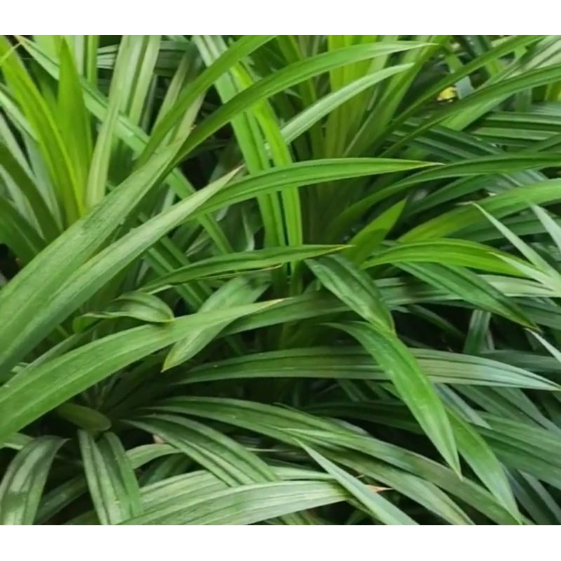 

daun pandan wangi fresh lebar panjang (per 10 lembar - panjang)