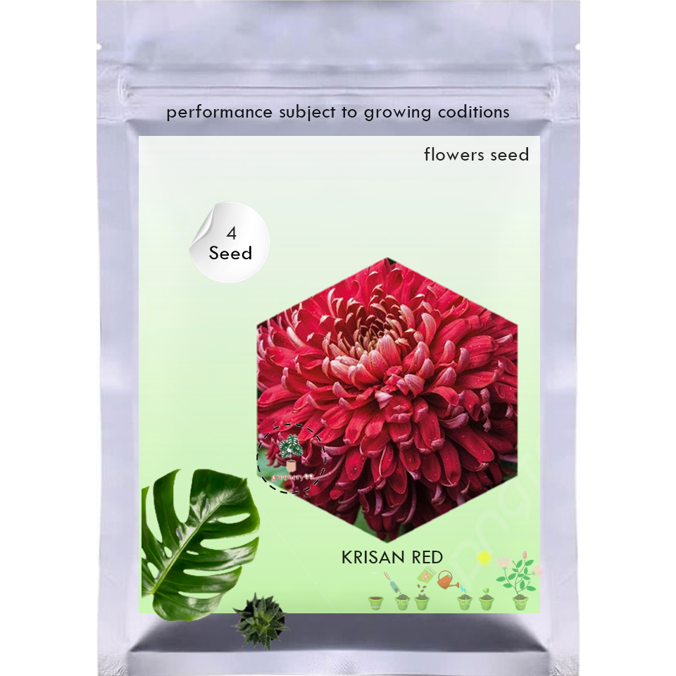 4 Benih KRISAN RED Chrysanthemum - Biji Bibit Bunga