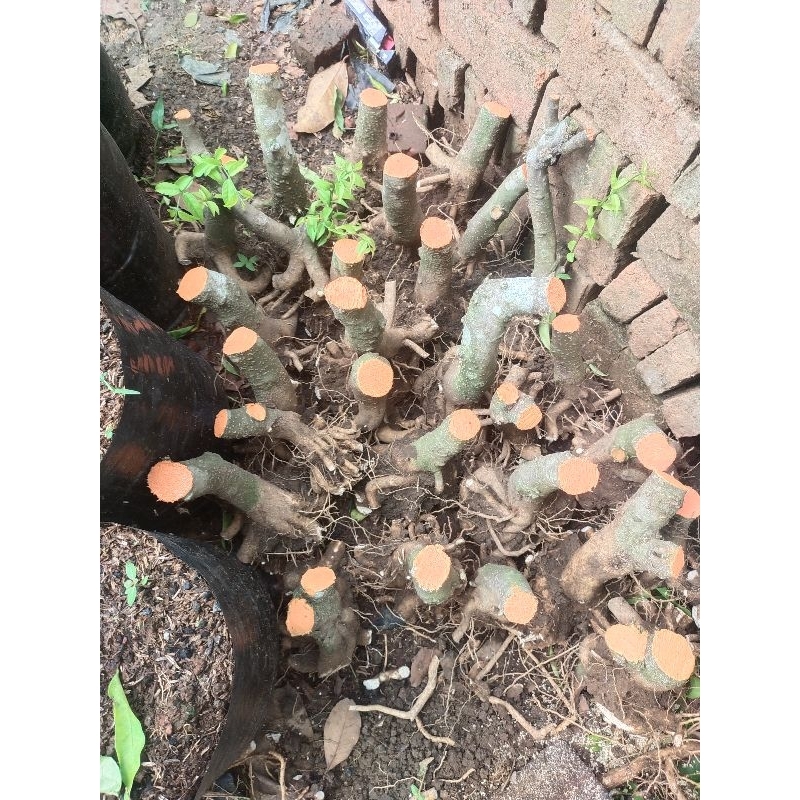 bahan bonsai anting putri mame batang small