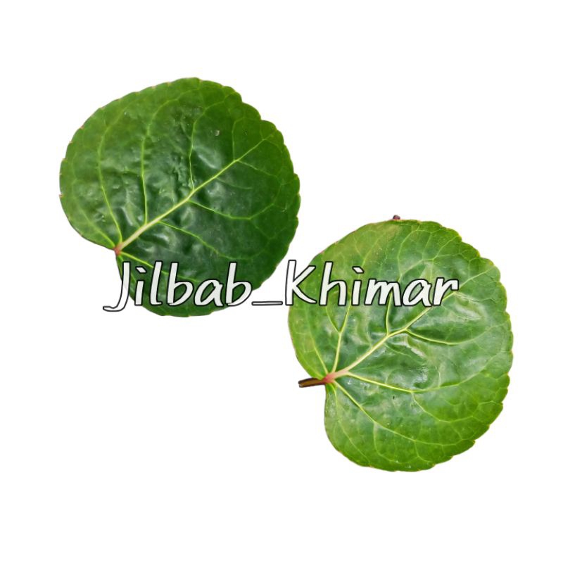 

DAUN MANGKOKAN SEGAR | DAUN LALAPAN