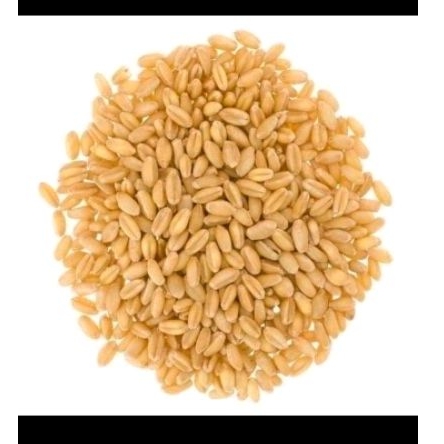 

biji gandum import australia