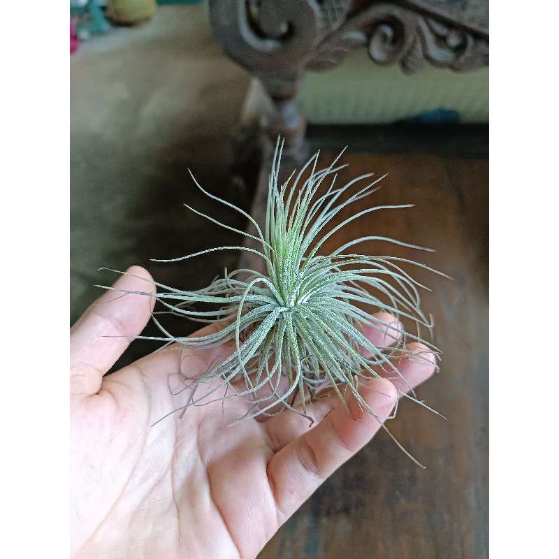 tillandsia magnusiana