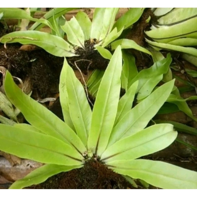 kadaka hutan/tanaman Aquascape/kadaka murah