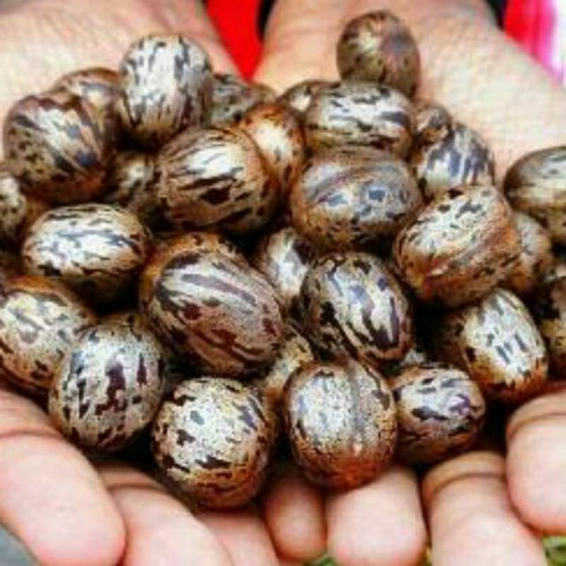 Biji Karet 200 Biji Karet Aduan / Biji Karet Unggul / Biji Karet Kiloan