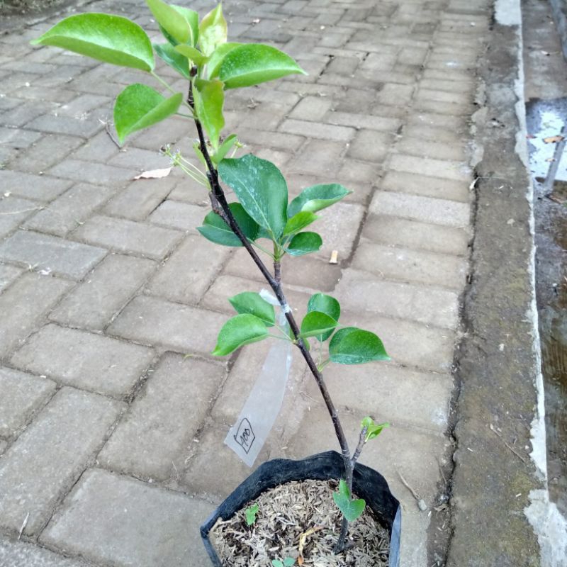 Neysa* Bibit Buah Pir Madu