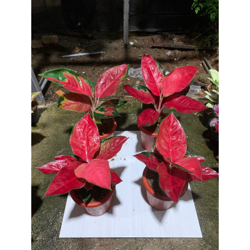 AGLONEMA SUKSOM INDUK