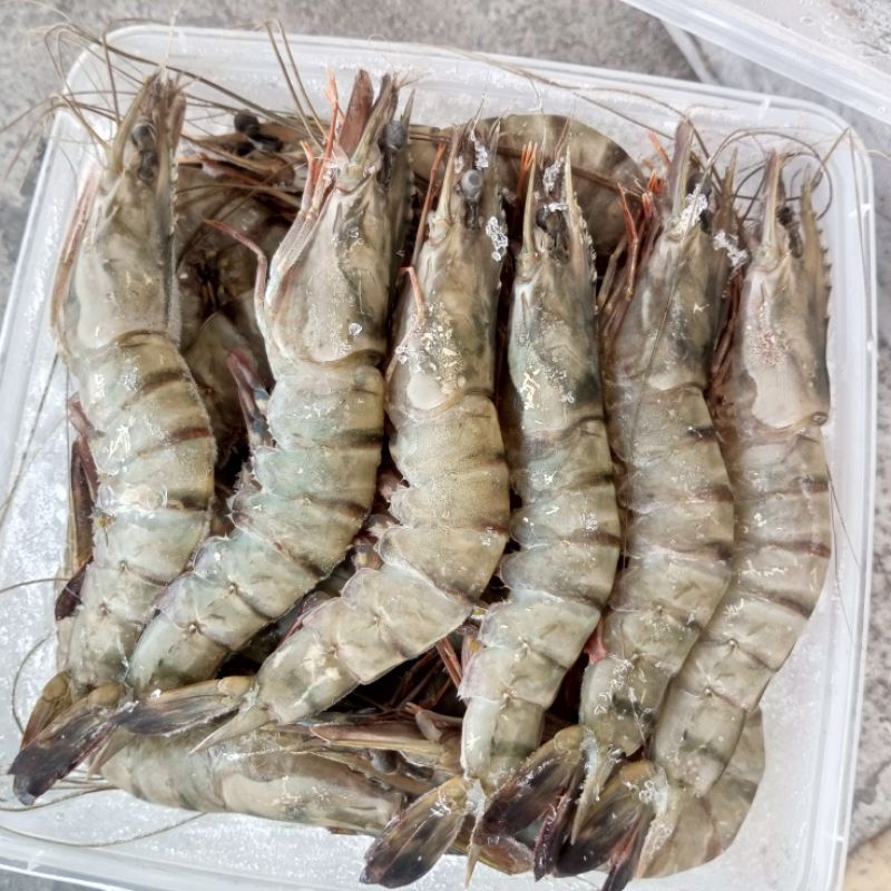 

udang pancet 1 kg