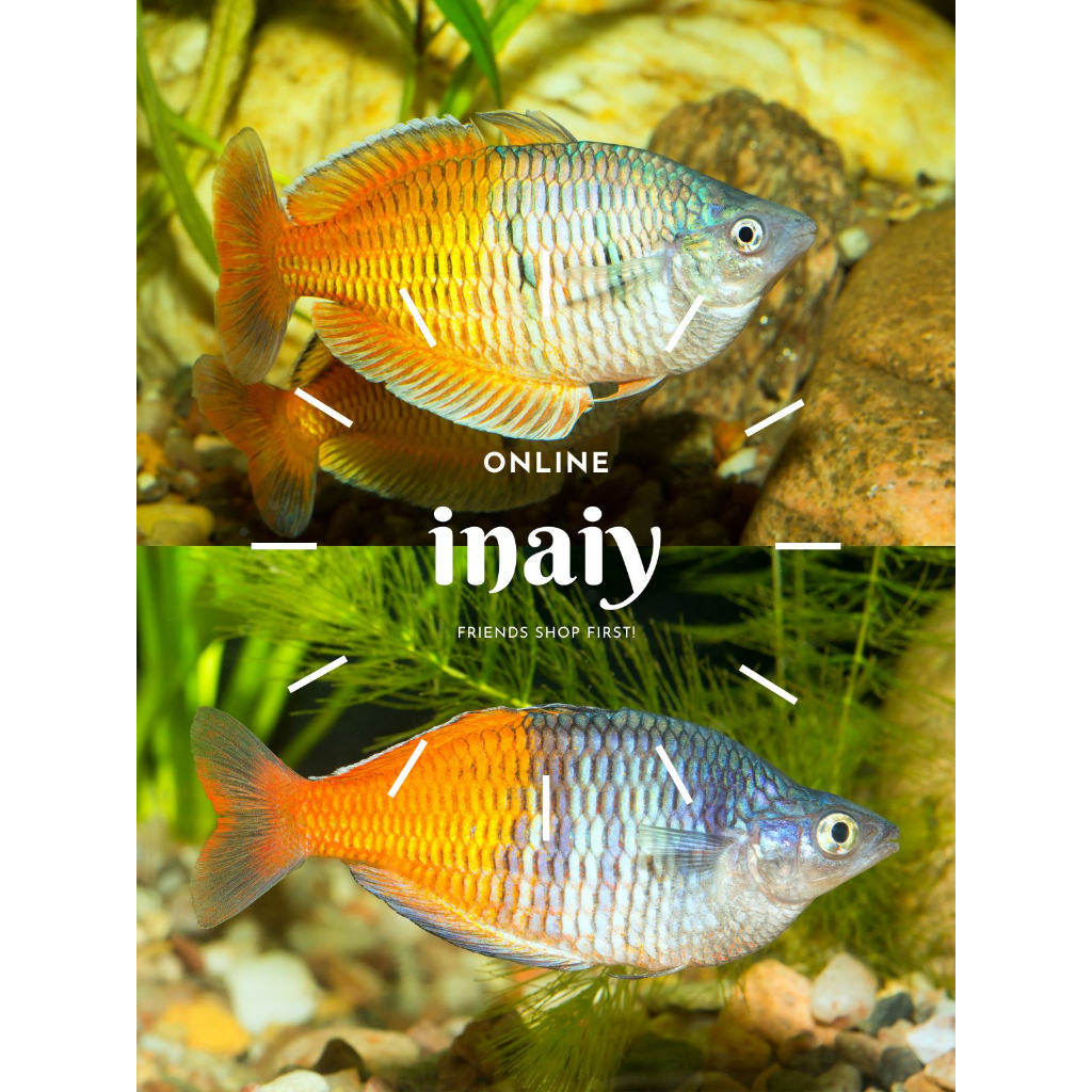 

Extra Packing Rainbow Boesemani Ukuran 4CM