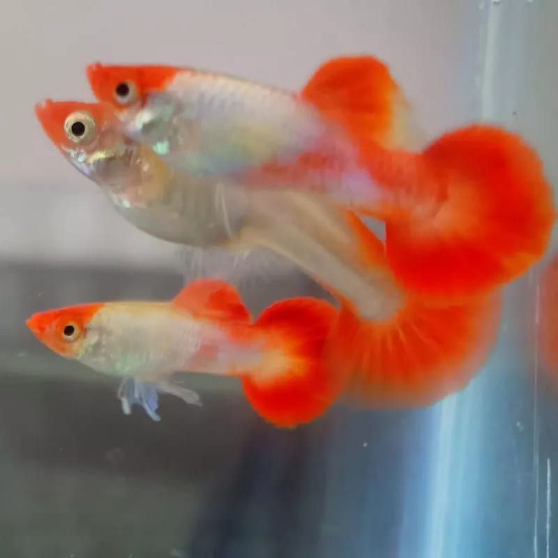 Guppy platinum koi Hiasan Aquarium