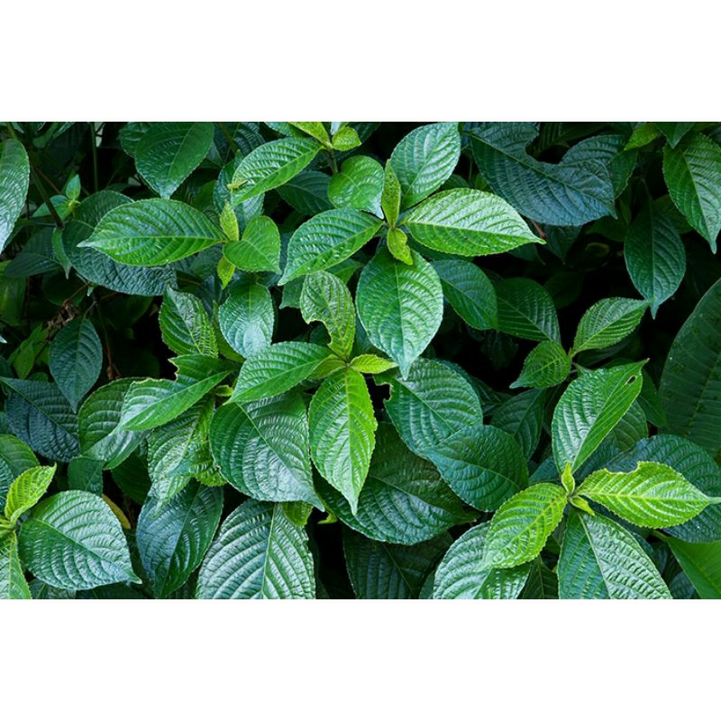 

daun teh keji beling segar 100 gr