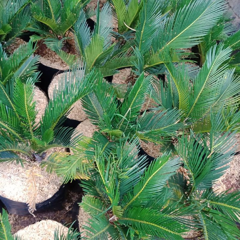 Tanaman hias palem sikas mawar jambe / palem sikas mawa jambe / pohon sikas mawar jambe murah / Pali