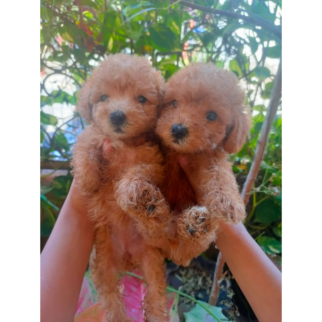 Boneka Puppy - POODLE (red toy poodle)  - pet - anak anjing