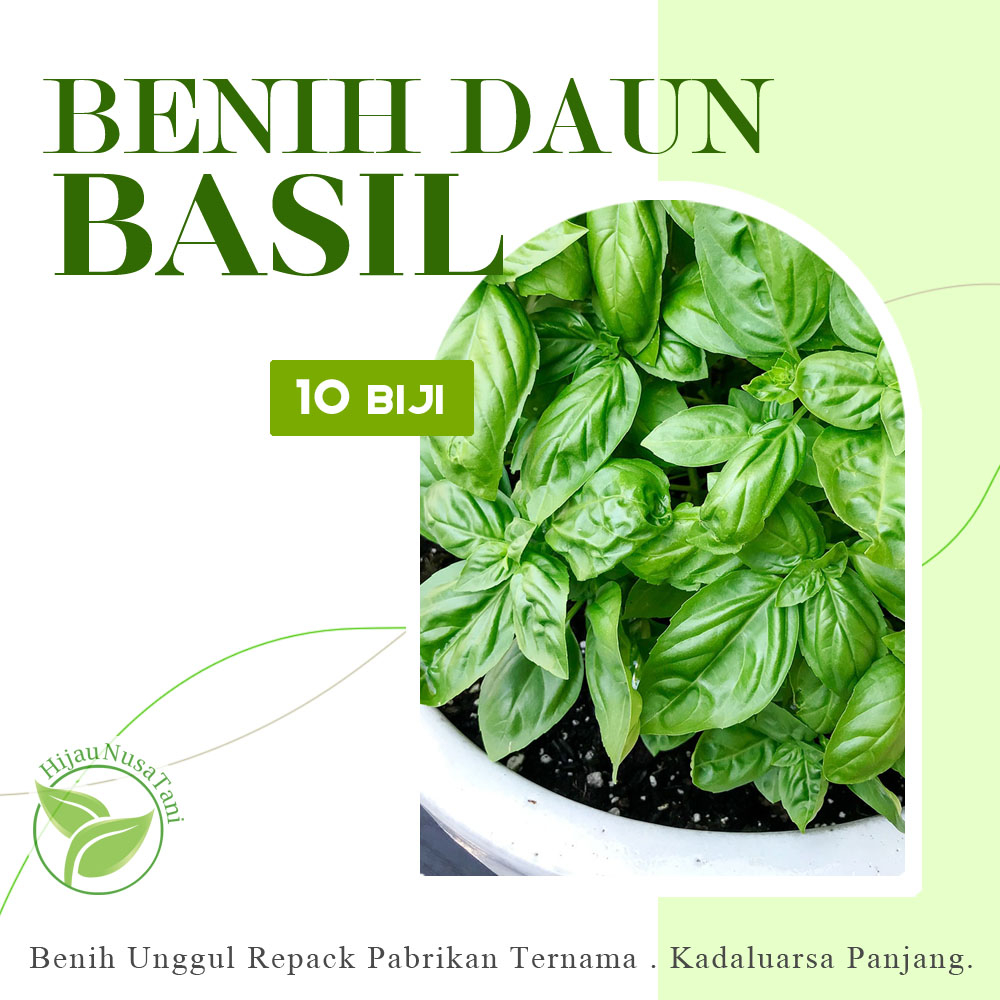 BENIH DAUN BASIL [10 biji] - Repack Ecer Bijian Seribuan Share in Pack 10s 10 1 seeds herbs basil ta