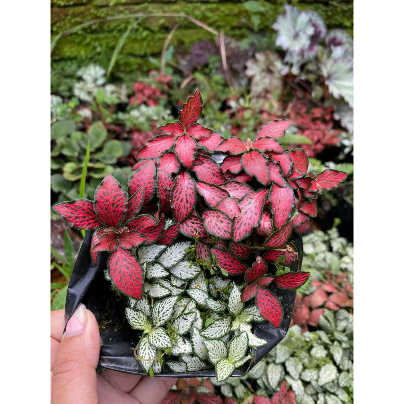 fittonia mix